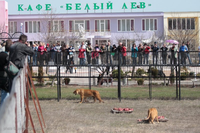 «Тайган» сафари-парк львов
