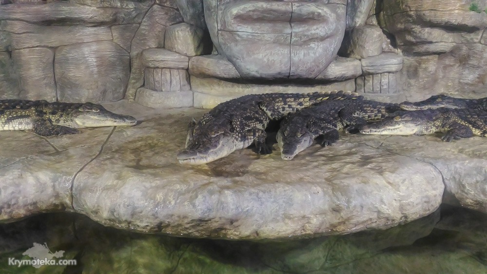 Крокодилы в Ялте