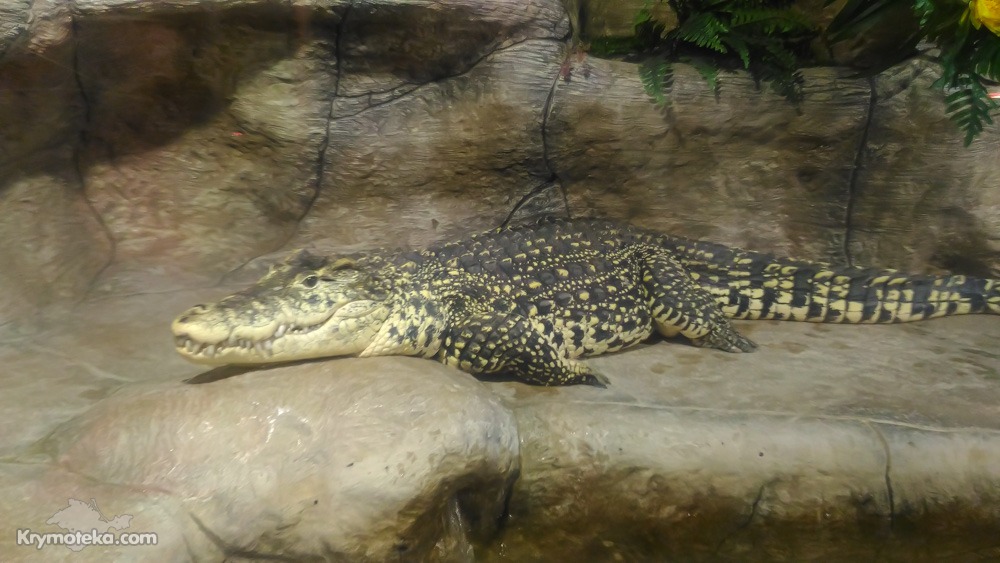 Крокодил в Ялте