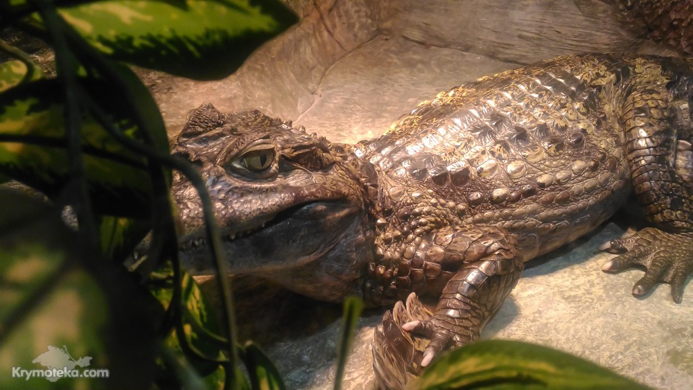 Крокодилы в Крыму