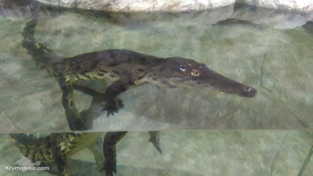 Крокодил в аквариуме