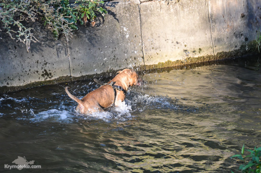 Собака в речке