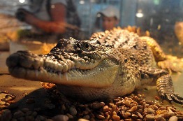 Севастопольский террариум «Animal Park»