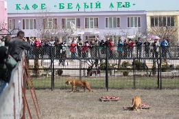«Тайган» сафари-парк львов